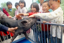 有保姆有出生證，黑豬明星更著風(fēng)采 