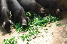 齊魯首屆康博會亮彩泉城廣場，百強(qiáng)榜出爐，濟(jì)南打造國際康養(yǎng)名城 