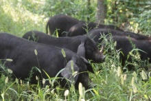 中華豬發(fā)聲，過(guò)得不好，誰(shuí)也吃不到好肉 