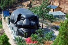 濟(jì)南南部山區(qū)“捕獲”一頭巨大黑豬