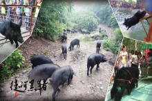 源起黑豬，徒河之路新農(nóng)人產(chǎn)銷一家，鑄夢健康新食代