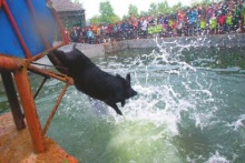 老總現(xiàn)身說法：定制徒河黑豬來送禮 花費不及往年四分之一