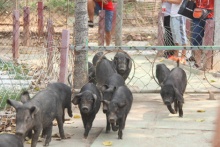 徒河黑豬告訴你什么叫做運(yùn)動(dòng)健將，看它如何瘦身的