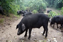 好豬倌要練，“200公里黑豬”標(biāo)準(zhǔn)太小兒科