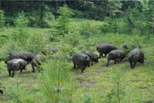 我為豬狂，誰在狂！從黑豬說起徒河事兒 