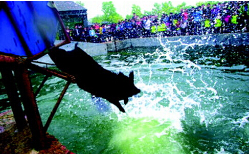 冷鮮黑豬肉招商加盟