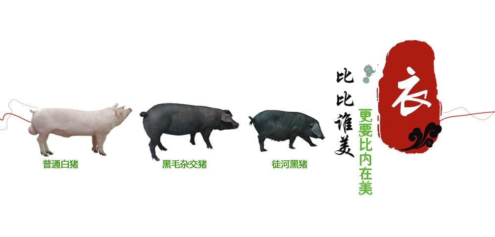 徒河黑豬肉質本色原香，出眾超群
