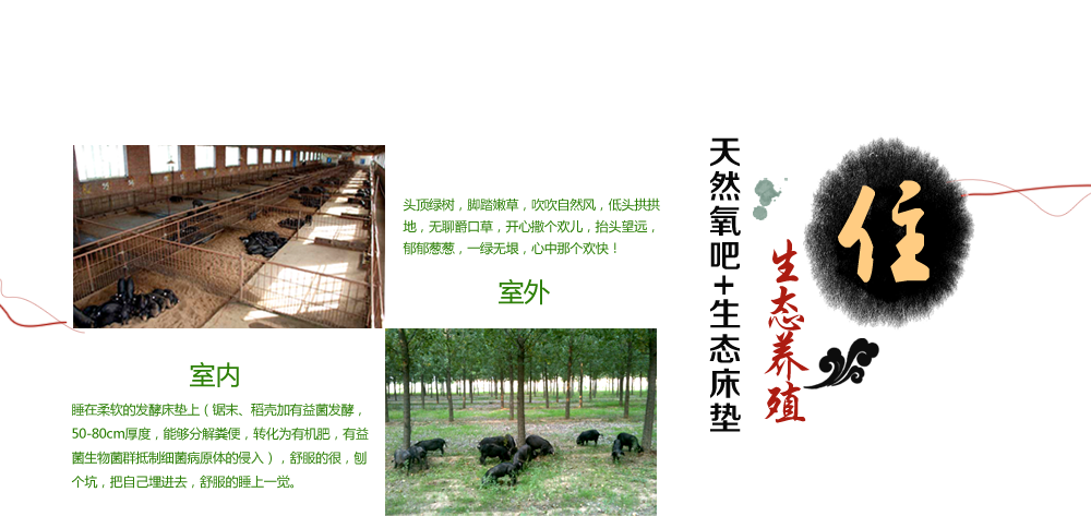 生態(tài)養(yǎng)殖，天然氧吧+生態(tài)床墊